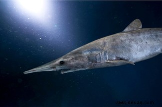 Koboldhai:Der alptraumhafte Fisch, der seine Kiefer auf seine Beute richtet 