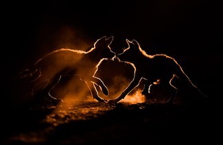 Alle Augen offen:20 großartige Bilder aus dem Fotowettbewerb „Nature Through The Lens“. 