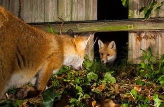 Alle Augen offen:20 großartige Bilder aus dem Fotowettbewerb „Nature Through The Lens“. 