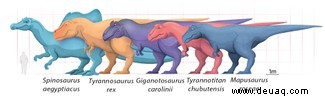 Top 5 der größten (und kleinsten) theropoden Dinosaurier 