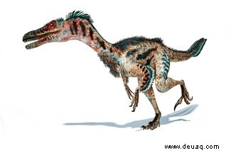 Die beängstigende Wahrheit über Velociraptoren 