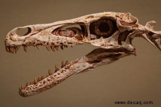 Die beängstigende Wahrheit über Velociraptoren 