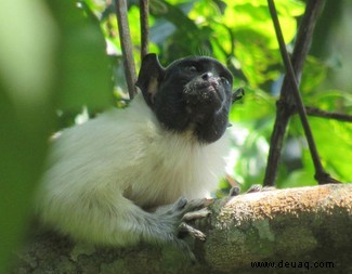 Tamarin-Affen kopieren die Akzente anderer Arten, um Konflikte zu vermeiden 