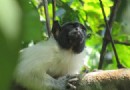 Tamarin-Affen kopieren die Akzente anderer Arten, um Konflikte zu vermeiden 