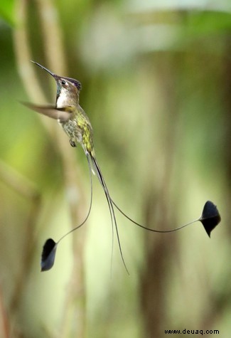 Super Brustmuskeln und 1.200 Herzschläge pro Minute:Die verborgene Biologie des Kolibriflugs 