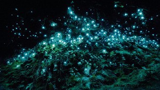 In Bildern:Wie Glow-in-the-Dark-Tiere die Sprache des Lichts nutzen 