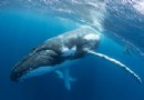 Wie Buckelwale durch ein verborgenes globales Gesangsnetzwerk kommunizieren 