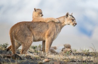 Puma-Mutter und ihre verspielten Jungen gewinnen den WildArt-Fotowettbewerb 