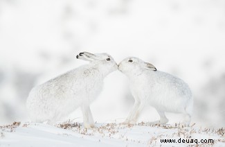 Puma-Mutter und ihre verspielten Jungen gewinnen den WildArt-Fotowettbewerb 