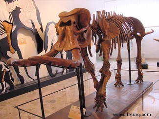 Fossile DNA zeigt, wie eine alte Elefantenart auf ein Fünftel ihrer ursprünglichen Größe schrumpfte 