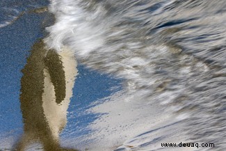 Roadrunner, der von Trumps Grenzmauer gestoppt wurde, wird Vogelfotograf des Jahres 