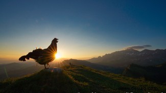 Roadrunner, der von Trumps Grenzmauer gestoppt wurde, wird Vogelfotograf des Jahres 