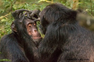 Was ist Affe:Schimpansen begrüßen und verabschieden sich, wenn sie sich treffen, genau wie wir 