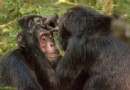 Was ist Affe:Schimpansen begrüßen und verabschieden sich, wenn sie sich treffen, genau wie wir 