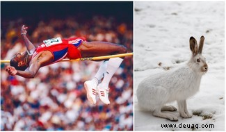 Animal Olympics:9 Arten, die menschliche Weltrekorde brechen könnten 