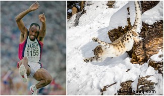 Animal Olympics:9 Arten, die menschliche Weltrekorde brechen könnten 