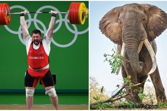 Animal Olympics:9 Arten, die menschliche Weltrekorde brechen könnten 