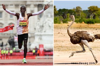 Animal Olympics:9 Arten, die menschliche Weltrekorde brechen könnten 