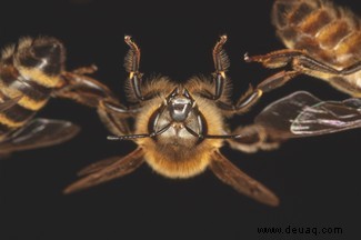 Bienengerüste und Bioheizgeräte:Neue Forschungsergebnisse enthüllen verstecktes Verhalten von Bienenstöcken 