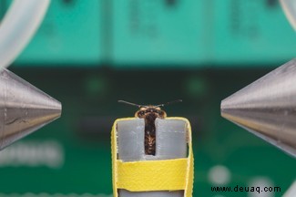 Bienengerüste und Bioheizgeräte:Neue Forschungsergebnisse enthüllen verstecktes Verhalten von Bienenstöcken 