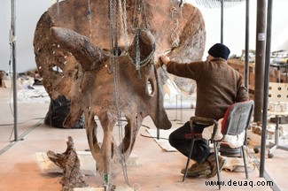 Ein gigantischer Führer zu den mächtigen Triceratops 