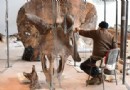 Ein gigantischer Führer zu den mächtigen Triceratops 