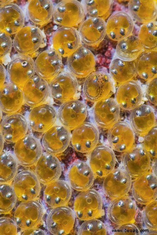 Der Einfallsreichtum von Mutter Natur:9 exquisite Eier, die zeigen, wie unglaublich Evolution sein kann 