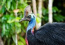 Steinzeitmenschen brüteten und zogen Kasuarküken in Neuguinea auf 