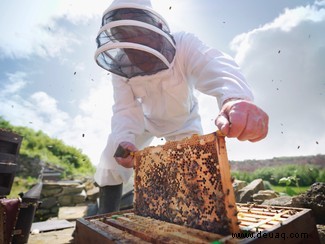 Eine „Ergänzung“ für Bienen könnte Völker vor einem tödlichen Virus retten 