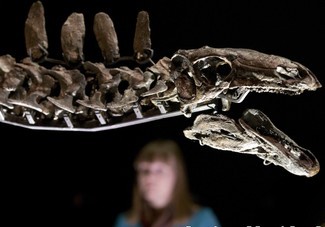 Stegosaurus:Die rätselhafte Ikone des Jura 