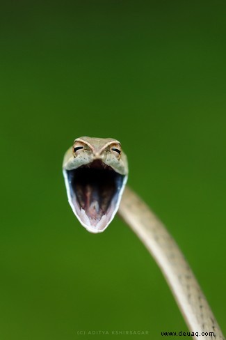 Es geht für Sie in die Schule:Die Comedy Wildlife Awards Finalisten 2021 