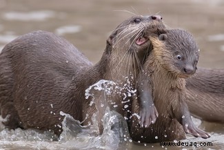 Es geht für Sie in die Schule:Die Comedy Wildlife Awards Finalisten 2021 