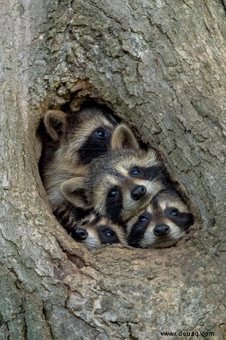 Es geht für Sie in die Schule:Die Comedy Wildlife Awards Finalisten 2021 