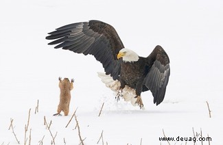 Es geht für Sie in die Schule:Die Comedy Wildlife Awards Finalisten 2021 