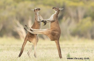 Es geht für Sie in die Schule:Die Comedy Wildlife Awards Finalisten 2021 