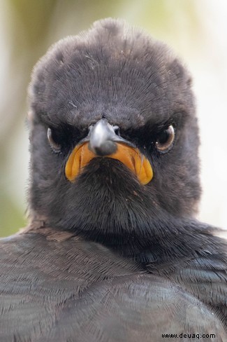 Es geht für Sie in die Schule:Die Comedy Wildlife Awards Finalisten 2021 