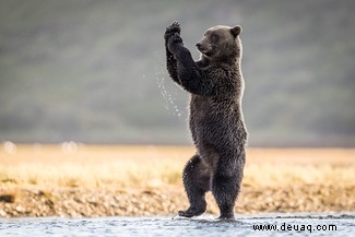 Es geht für Sie in die Schule:Die Comedy Wildlife Awards Finalisten 2021 