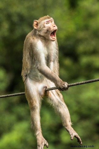 Es geht für Sie in die Schule:Die Comedy Wildlife Awards Finalisten 2021 