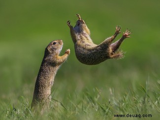 Es geht für Sie in die Schule:Die Comedy Wildlife Awards Finalisten 2021 