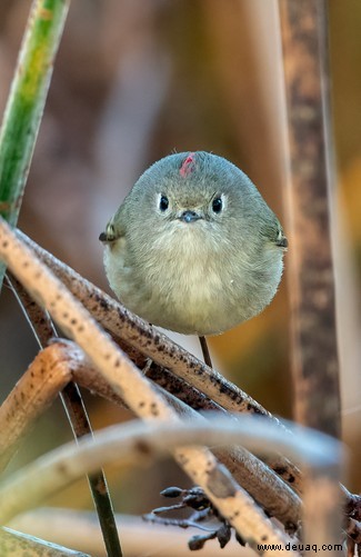 Es geht für Sie in die Schule:Die Comedy Wildlife Awards Finalisten 2021 