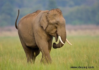 Das Mammut wiederzubeleben wäre möglich – aber wir sollten uns nicht darum kümmern 