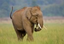 Das Mammut wiederzubeleben wäre möglich – aber wir sollten uns nicht darum kümmern 