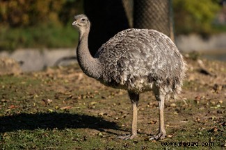 Top 10:Die größten Vögel der Welt 