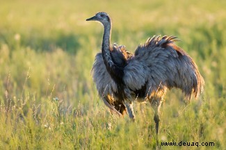 Top 10:Die größten Vögel der Welt 