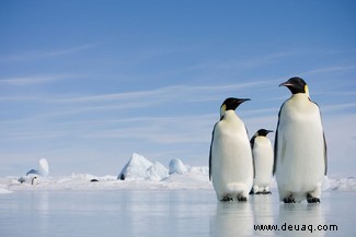 Top 10:Die größten Vögel der Welt 