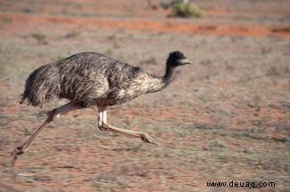 Top 10:Die größten Vögel der Welt 