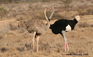 Top 10:Die größten Vögel der Welt 