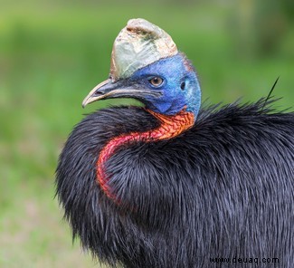 Top 10:Die größten Vögel der Welt 