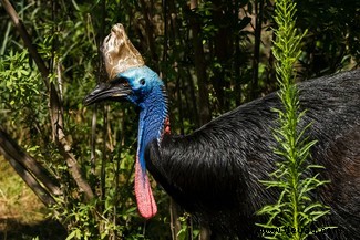 Top 10:Die größten Vögel der Welt 