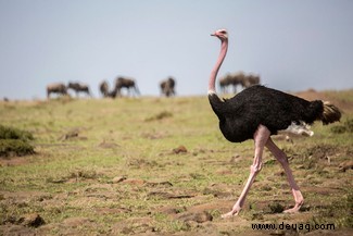 Top 10:Die größten Vögel der Welt 